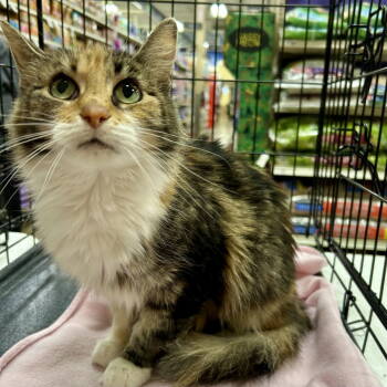 Rescue Calico and Domestic Medium Hair Cats for Adoption in Cincinnati, Ohio - Cinderella 2025 | PetCurious