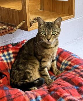 Fudge -  Domestic Short Hair Cat for Adoption in Harrison, New York - Fudge | PetCurious