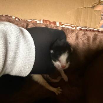 Buster-brown -  Domestic Short Hair Cat for Adoption in Winston-salem, North Carolina - Buster-brown | PetCurious