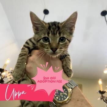 Uppa -  Domestic Short Hair Cat for Adoption in Chattanooga, Tennessee - Uppa | PetCurious