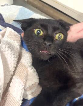 Rescue Domestic Short Hair Cats for Adoption in West Chester, Pennsylvania - Mr. Mistoffelees | PetCurious