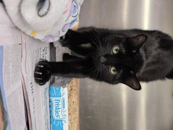 Rescue Domestic Short Hair Cats for Adoption in Edison, New Jersey - Annan | PetCurious