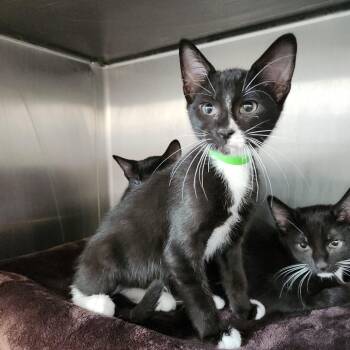 Cranberry -  Domestic Short Hair Cat for Adoption in Fort Wayne, Indiana - Cranberry | PetCurious