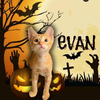 Evan -  Domestic Short Hair Cat for Adoption in Tempe, Arizona - Evan | PetCurious