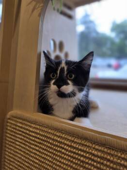 Aladdin      GFRCC -  Domestic Short Hair Cat for Adoption in Metamora, Illinois - Aladdin      GFRCC | PetCurious
