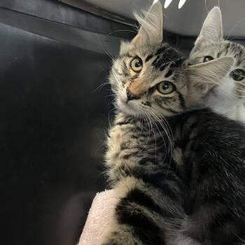 Orion Capsule -  Domestic Short Hair Cat for Adoption in Carencro, Louisiana - Orion Capsule | PetCurious