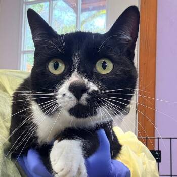 Domestic Short Hair Cats Available for Adoption - Calligraphy | PetCurious