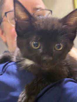 ELENOR -  Domestic Short Hair Cat Available for Adoption in St. Peters, Missouri - ELENOR | PetCurious