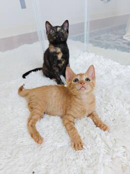 Filé -  Domestic Short Hair Cat for Adoption in New Orleans, Louisiana - Filé | PetCurious