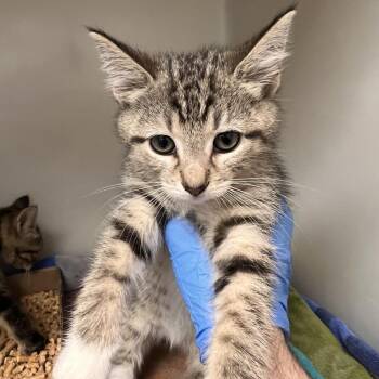 72400 -  Domestic Short Hair Cat for Adoption in Harrisonburg, Virginia - 72400 | PetCurious