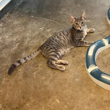 Grayson -  Domestic Short Hair Cat for Adoption in Tulsa, Oklahoma - Grayson | PetCurious