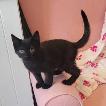 Dolly -  Domestic Short Hair Cat for Adoption in Wyandotte, Michigan - Dolly | PetCurious