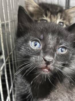 BAKED BEAN -  Domestic Short Hair Cat for Adoption in Fort Myers, Florida - BAKED BEAN | PetCurious