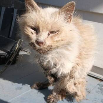 Rescue Domestic Long Hair Cats for Adoption in Bloomington, Illinois - Reba | PetCurious