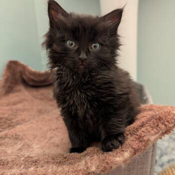 Daisy -  Domestic Medium Hair Cat for Adoption in Ottawa, Ontario - Daisy | PetCurious