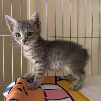Percy -  Domestic Short Hair Cat for Adoption in Columbus, Georgia - Percy | PetCurious