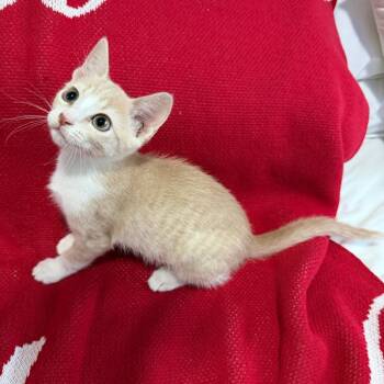 Chappell -  Domestic Short Hair Cat for Adoption in Houston, Texas - Chappell | PetCurious