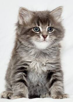 Shetland -  Domestic Medium Hair Cat for Adoption in Washburn, Wisconsin - Shetland | PetCurious