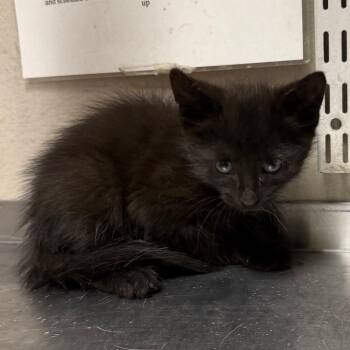 Reese Puff -  Domestic Medium Hair Cat for Adoption in Yuma, Arizona - Reese Puff | PetCurious