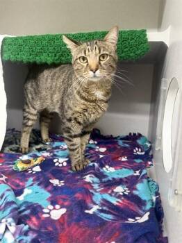 EL GATO MEOW -  Domestic Short Hair Cat for Adoption in Omaha, Nebraska - EL GATO MEOW | PetCurious