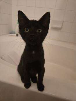 Gabriel -  Domestic Short Hair Cat for Adoption in Mckinney, Texas - Gabriel | PetCurious