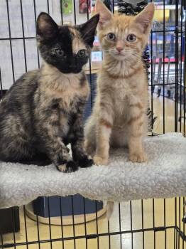 Sherbet -  Domestic Short Hair Cat for Adoption in Boston, Kentucky - Sherbet | PetCurious