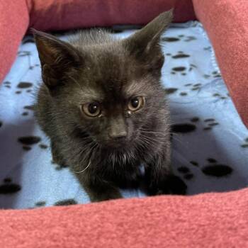 Rescue Domestic Medium Hair Cats for Adoption in Graham, Washington - SUNFLOWER | PetCurious
