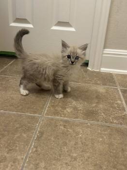 Rescue Siamese Cats for Adoption in Austin, Texas - Adriatic | PetCurious