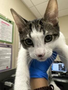 YUMYUM -  Domestic Short Hair Cat for Adoption in Las Vegas, Nevada - YUMYUM | PetCurious