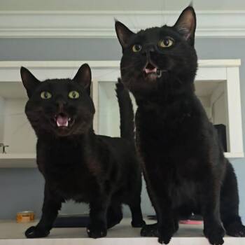 LiMu Emu -  Domestic Short Hair Cat for Adoption in Jarrettsville, Maryland - LiMu Emu | PetCurious