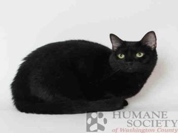 KENZ -  Domestic Short Hair Cat for Adoption in Hagerstown, Maryland - KENZ | PetCurious