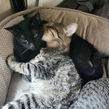 Buttons & Willow -  Bombay Cat for Adoption in Liverpool, Texas - Buttons & Willow | PetCurious