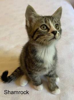 Domestic Short Hair Cats Available for Adoption in Louisa, Virginia - Shamrock | PetCurious