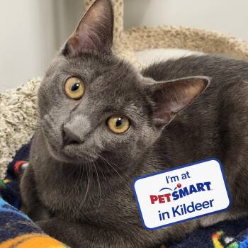 Cool Ranch -  Domestic Short Hair Cat for Adoption in Grayslake, Illinois - Cool Ranch | PetCurious