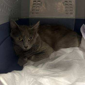 Seville -  Domestic Short Hair Cat for Adoption in Salt Lake City, Utah - Seville | PetCurious