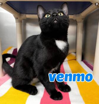 Venmo -  Domestic Short Hair Cat for Adoption in Nevada, Iowa - Venmo | PetCurious