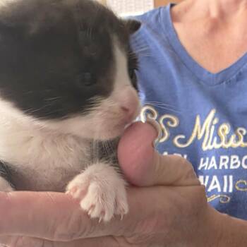 Domestic Short Hair Cats Available for Adoption in Incline Village, Nevada - Fuse | PetCurious