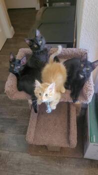 "B" HAPPY -  Tuxedo and Tortoiseshell Cat for Adoption in Escalon, California - "B" HAPPY | PetCurious