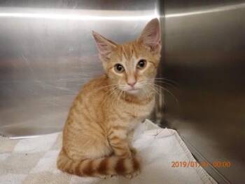 A537611 -  Domestic Short Hair Cat for Adoption in St. Peters, Missouri - A537611 | PetCurious