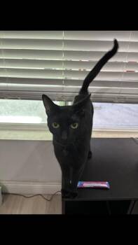 LAILA -  Domestic Short Hair Cat for Adoption in Long Beach, California - LAILA | PetCurious
