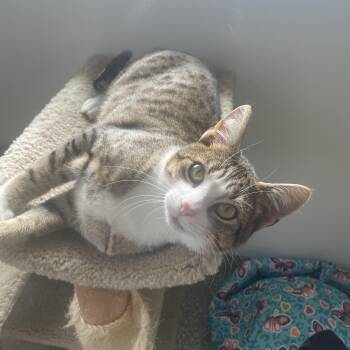 Honda -  Domestic Short Hair Cat for Adoption in Newport, Oregon - Honda | PetCurious