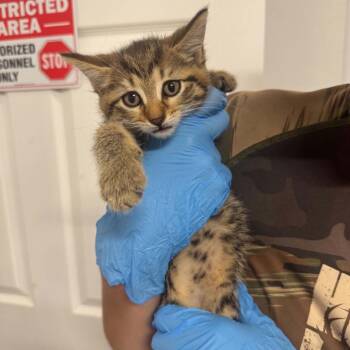 Sandy Cheeks ARC2026-508 -  Domestic Short Hair Cat for Adoption in Akron, New York - Sandy Cheeks ARC2026-508 | PetCurious