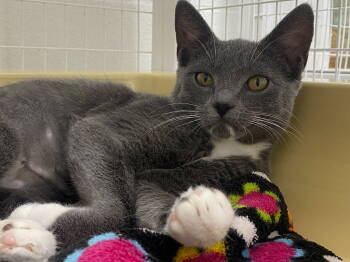 Rescue Domestic Short Hair Cats for Adoption in St. Helens, Oregon - 25-28 Bella | PetCurious