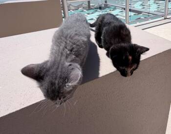 Tabby Cats Available for Adoption in Anthem, Arizona - Lucy Bonded With Ethel - I ♥️ Lucy Litter | PetCurious