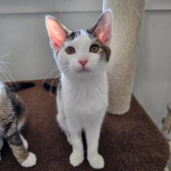 Rescue Domestic Short Hair Cats for Adoption in Waynesville, North Carolina - Isabella | PetCurious