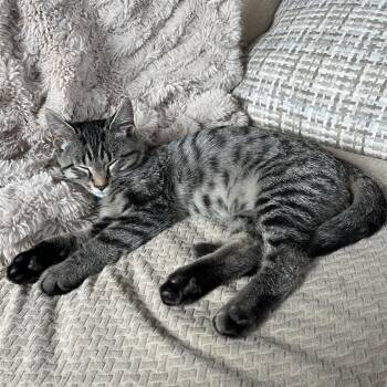 Harrison -  Domestic Short Hair Cat for Adoption in Chicago, Illinois - Harrison | PetCurious
