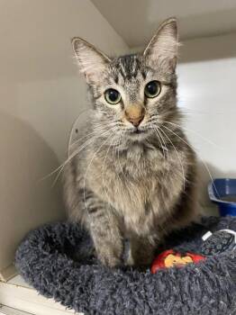 Domestic Long Hair Cats Available for Adoption in Corpus Christi, Texas - Cabbage | PetCurious