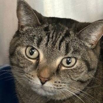 Rescue American Shorthair Cats for Adoption in Poplar Bluff, Missouri - Katie Kat | PetCurious