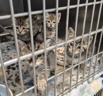 KAREN BEVERLY -  Domestic Short Hair Cat for Adoption in Decatur, Illinois - KAREN BEVERLY | PetCurious