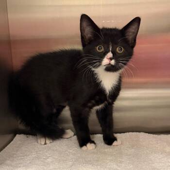 Pixie -  Domestic Short Hair Cat for Adoption in Bristol, Indiana - Pixie | PetCurious